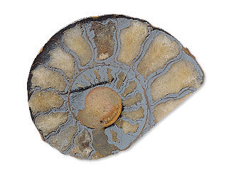 Ammonite